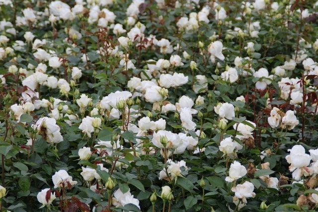  Grootbloemige Roos (Rosa 'Annapurna')