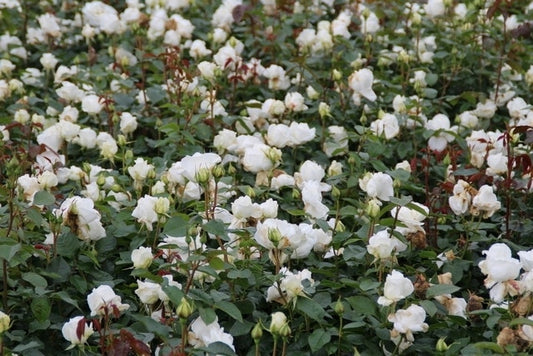  Grootbloemige Roos (Rosa 'Annapurna')