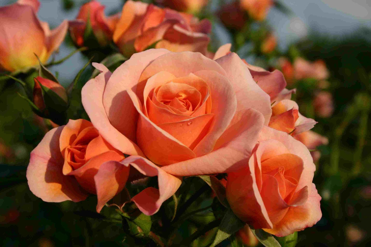  Bodembedekkende Roos (Rosa 'Aprikola')