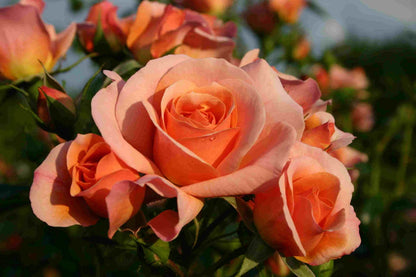  Bodembedekkende Roos (Rosa 'Aprikola')