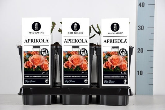  Bodembedekkende Roos (Rosa 'Aprikola')