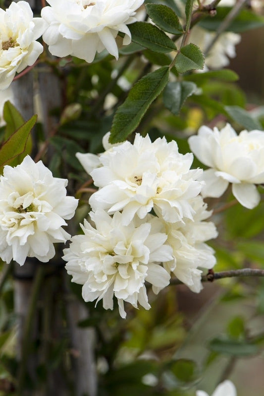  Klimroos (Rosa Banksiae Alba)