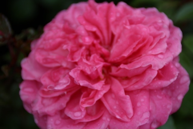  Trosroos (Rosa 'Berleburg')