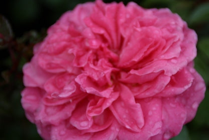  Trosroos (Rosa 'Berleburg')