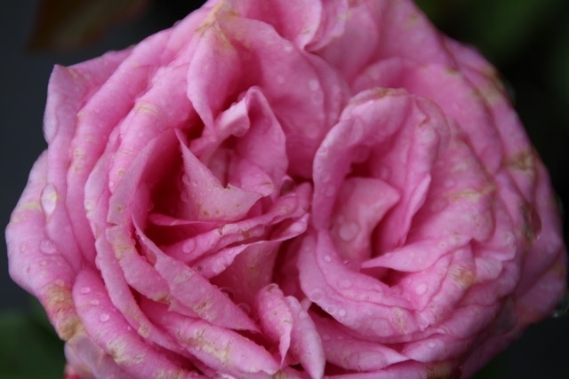  Grootbloemige Roos (Rosa 'Beverly')