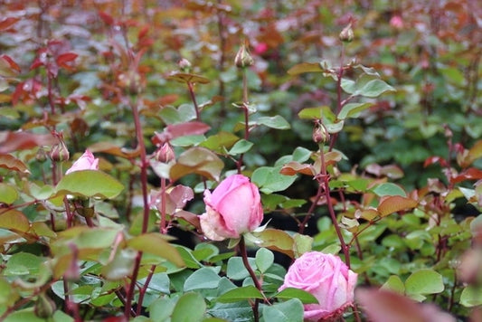  Grootbloemige Roos (Rosa 'Beverly')