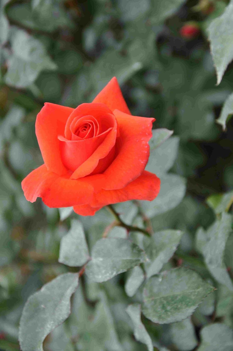  Klimroos (Rosa 'Bionda')