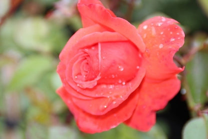  Klimroos (Rosa 'Bionda')
