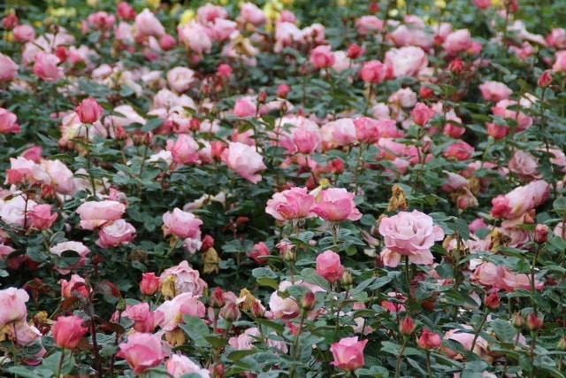  Grootbloemige Roos (Rosa 'Blue Girl')
