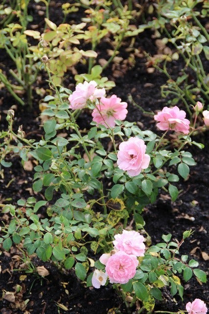  Trosroos (Rosa 'Bonica 82')