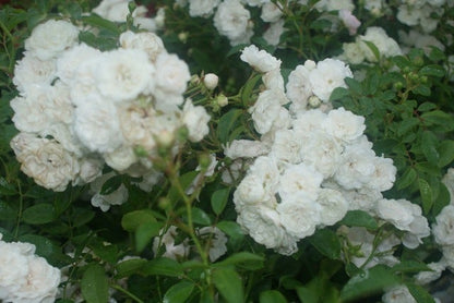  Bodembedekkende Roos (Rosa 'Crystal Fairy')