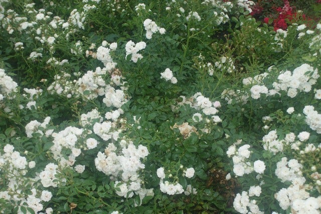  Bodembedekkende Roos (Rosa 'Crystal Fairy')