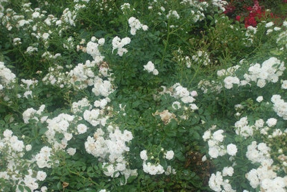  Stamroos (Rosa 'Crystal Fairy')