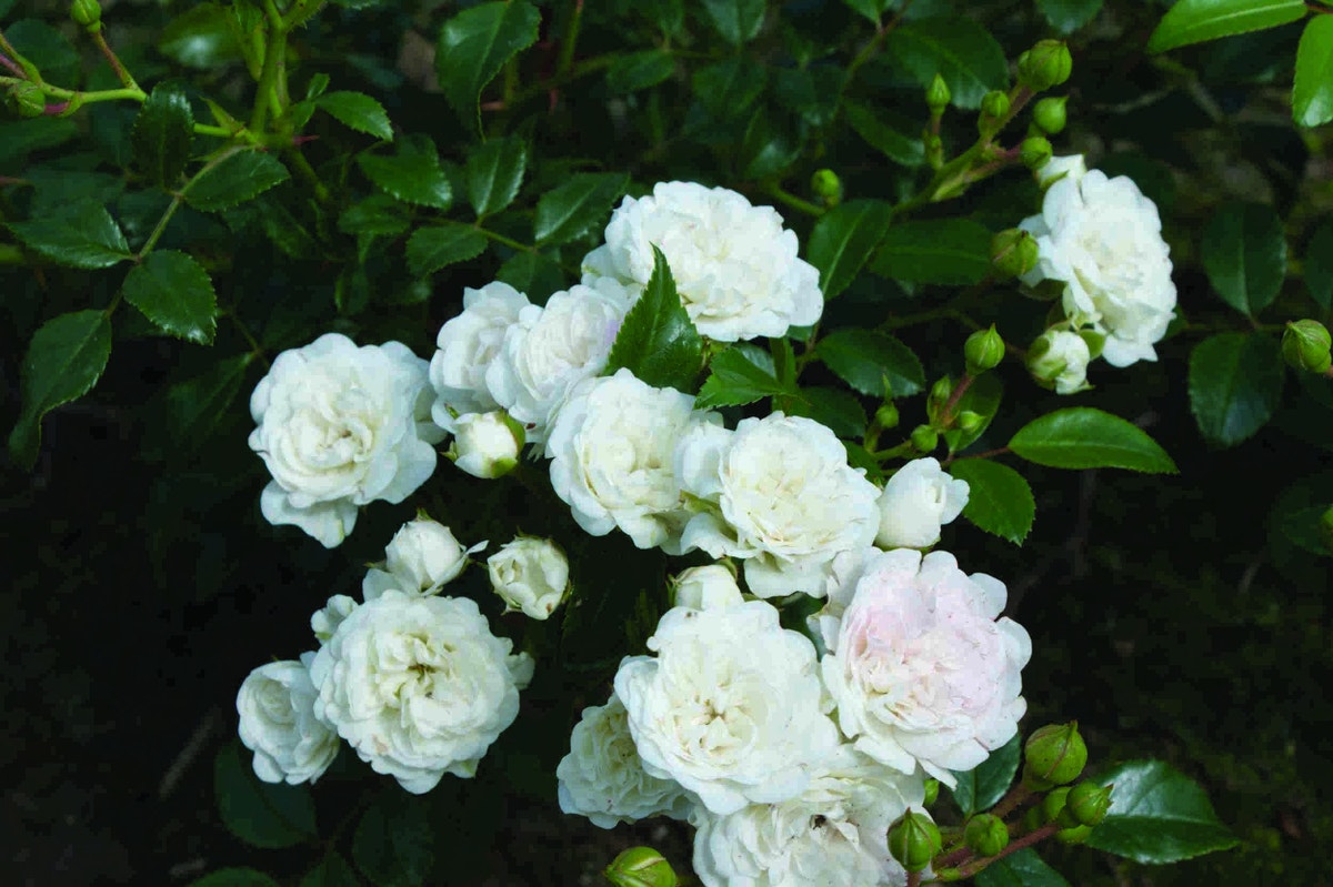  Bodembedekkende Roos (Rosa 'Crystal Fairy')