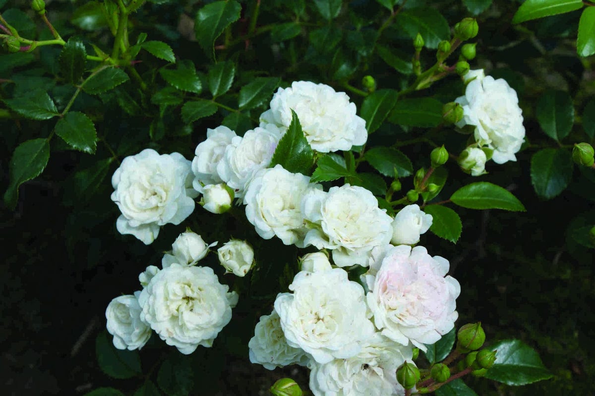  Stamroos (Rosa 'Crystal Fairy')