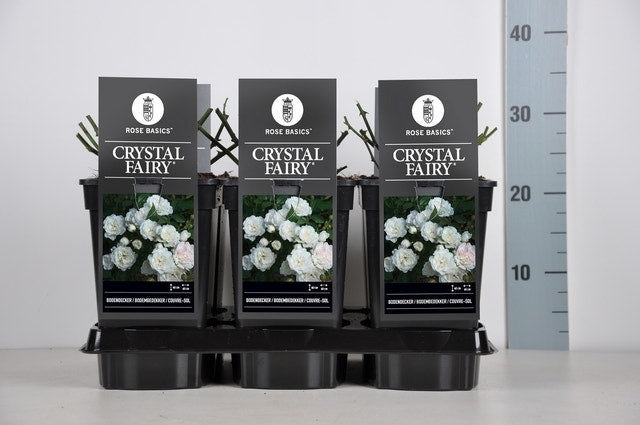  Bodembedekkende Roos (Rosa 'Crystal Fairy')