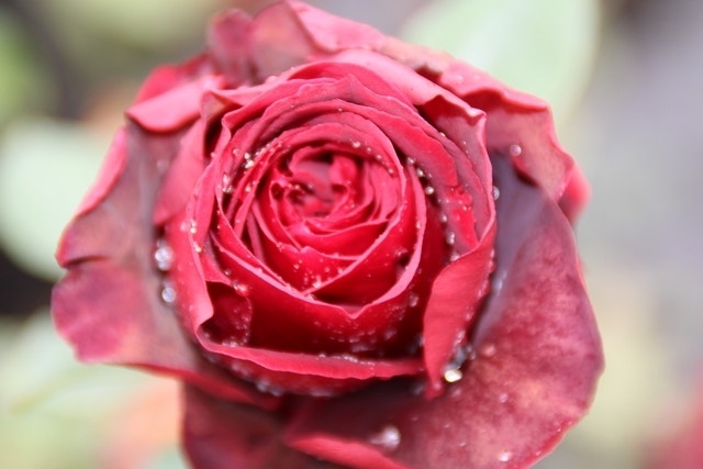  Grootbloemige Roos (Rosa 'Cygne Noir')
