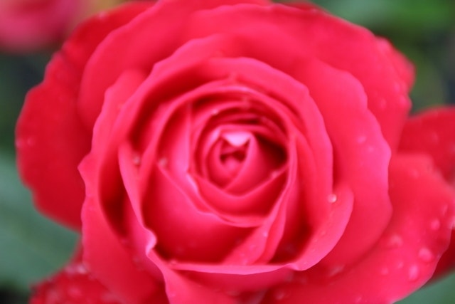  Grootbloemige Roos (Rosa 'Dame De Coeur')