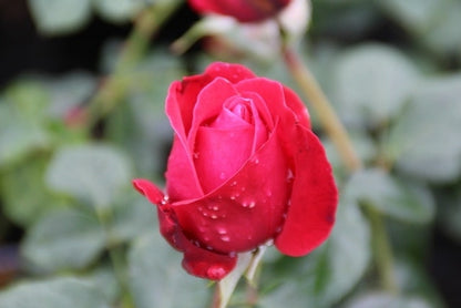  Grootbloemige Roos (Rosa 'Dame De Coeur')