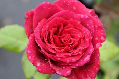 Grootbloemige Roos (Rosa 'Duftfestival')