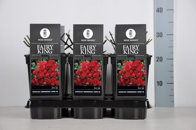  Bodembedekkende Roos (Rosa 'Fairy King')