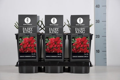  Bodembedekkende Roos (Rosa 'Fairy King')