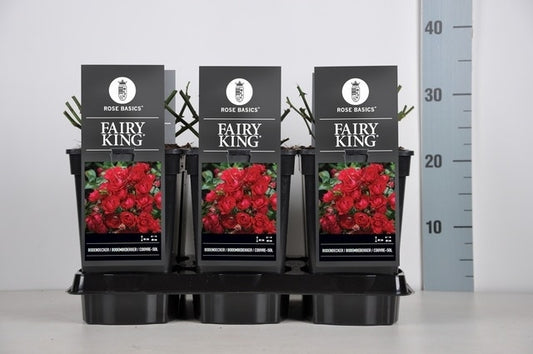  Bodembedekkende Roos (Rosa 'Fairy King')
