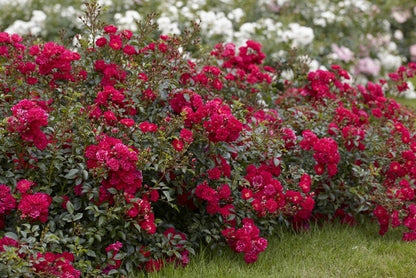  Bodembedekkende Roos (Rosa 'Fairy Queen')