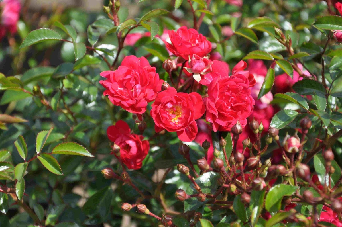  Stamroos (Rosa 'Fairy Queen')