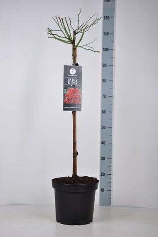  Stamroos (Rosa 'Fairy King')