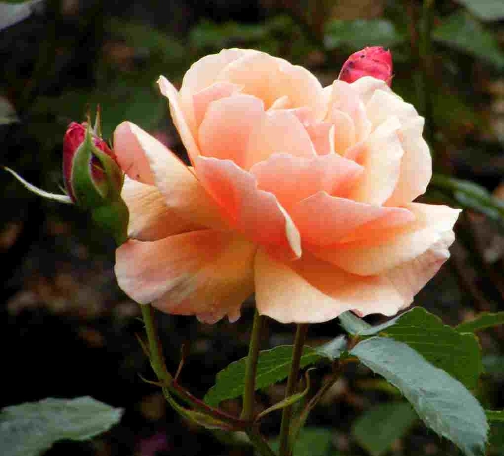  Trosroos (Rosa 'Fragrant Delight')