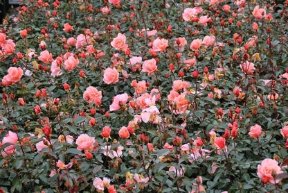 Trosroos (Rosa 'Fragrant Delight')