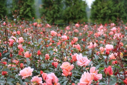  Trosroos (Rosa 'Fragrant Delight')