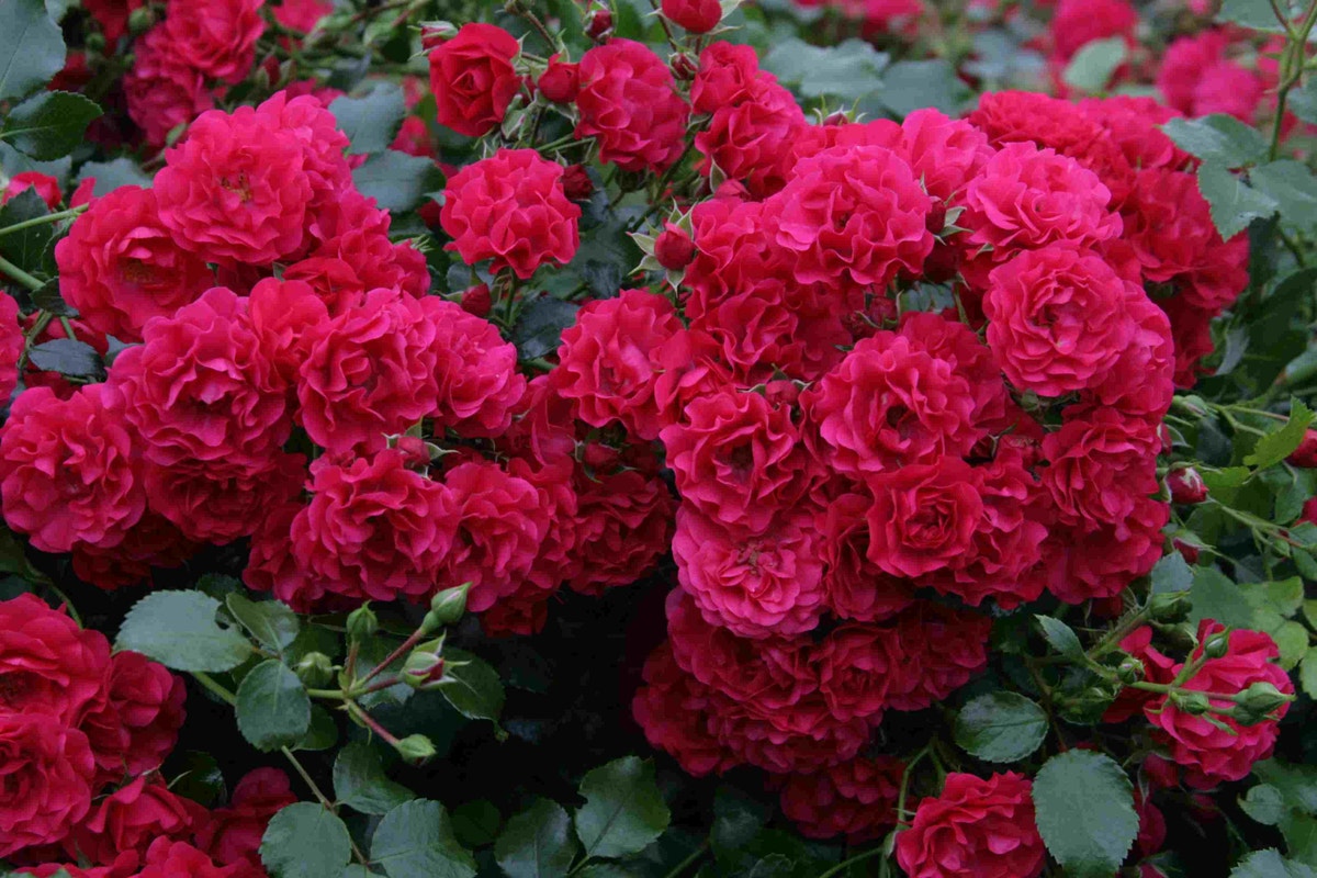  Bodembedekkende Roos (Rosa 'Gartnerfreude')