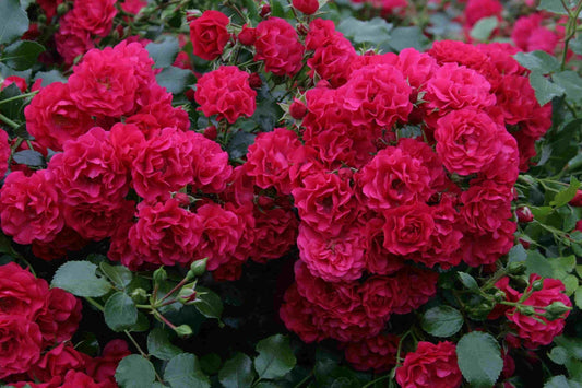  Bodembedekkende Roos (Rosa 'Gartnerfreude')