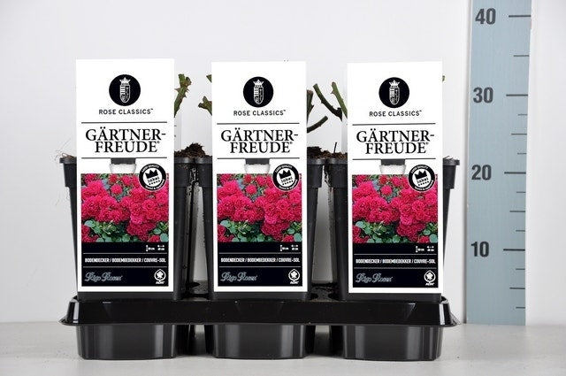  Bodembedekkende Roos (Rosa 'Gartnerfreude')