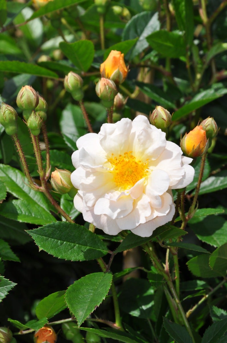  Klimroos (Rosa 'Ghislaine De Féligonde')