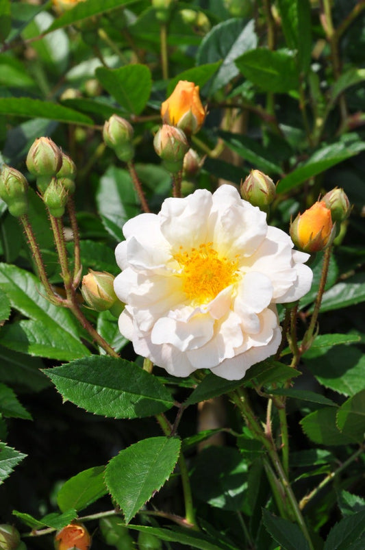  Klimroos (Rosa 'Ghislaine De Féligonde')