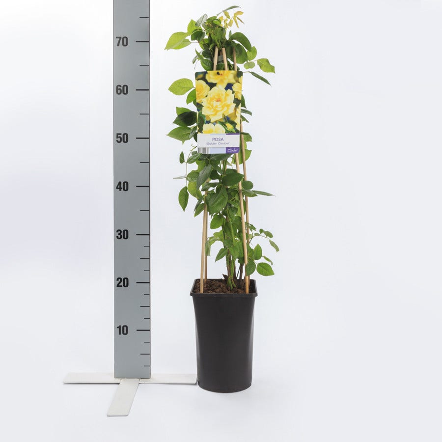  Klimroos (Rosa 'Golden Climber')