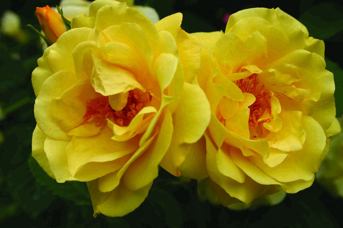 Klimroos (Rosa 'Golden Gate')