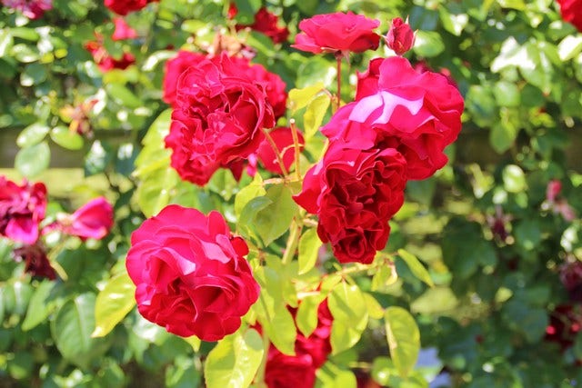  Klimroos (Rosa 'Grand Hotel')