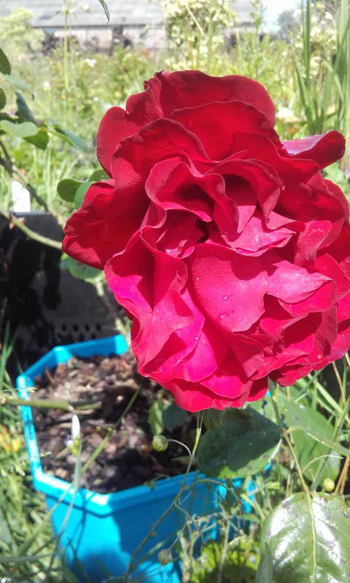  Klimroos (Rosa 'Grand Hotel')