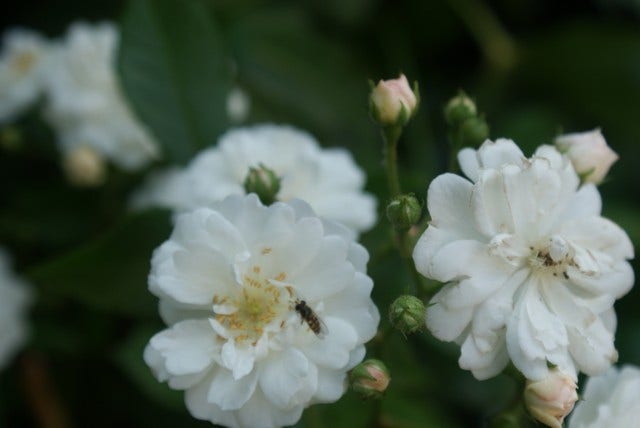  Stamroos (Rosa 'Guirlande D'Amour')