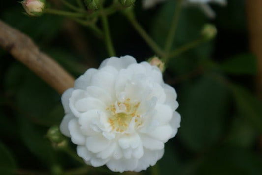  Stamroos (Rosa 'Guirlande D'Amour')
