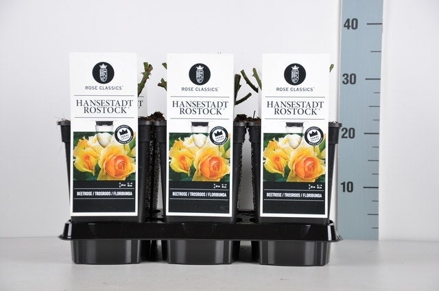  Trosroos (Rosa 'Hansestadt Rostock')
