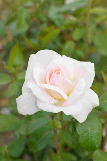  Grootbloemige Roos (Rosa 'Helga')