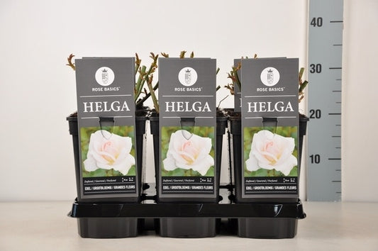  Grootbloemige Roos (Rosa 'Helga')
