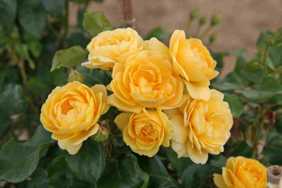  Trosroos (Rosa 'Indiane')