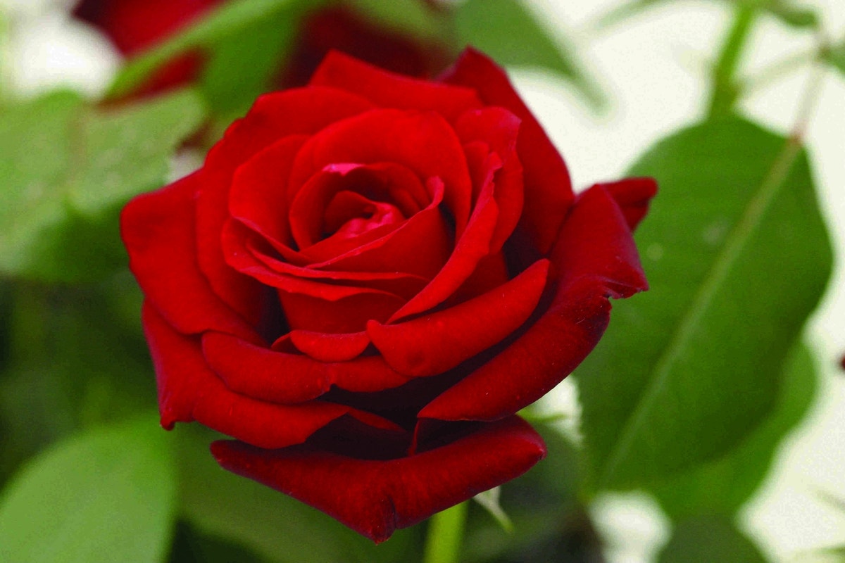  Grootbloemige Roos (Rosa 'Ingrid Bergman')