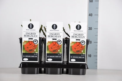  Grootbloemige Roos (Rosa 'Ingrid Bergman')